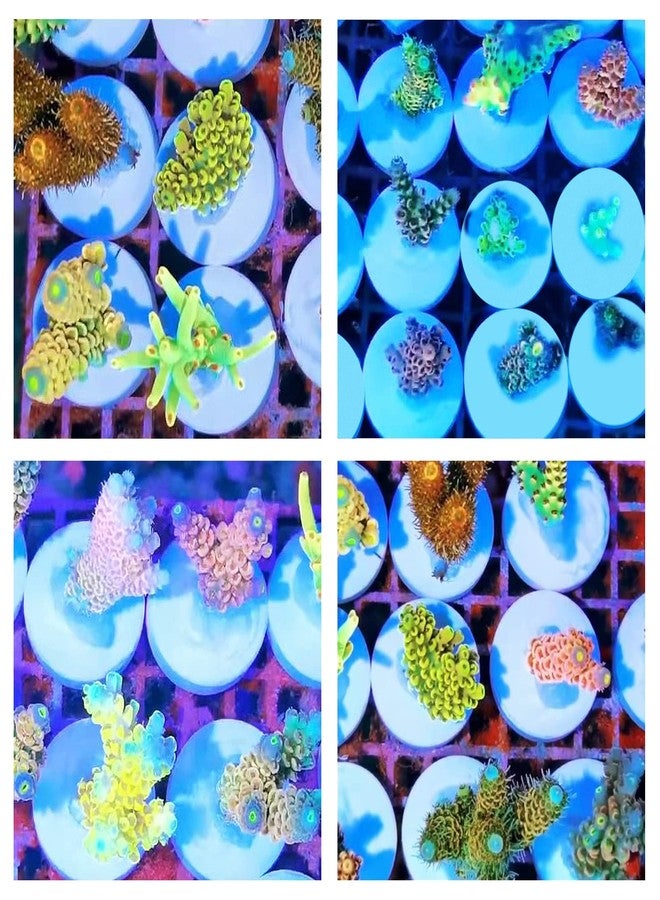 Saricho Ceramic White Coralline Coral frag Plugs Coral frag Base Round 20pc - Image 5
